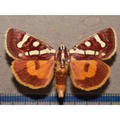 /filer/webapps/moths/media/images/M/menete_Mitrophrys_A_Goff_03.JPG