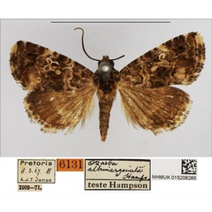 /filer/webapps/moths/media/images/A/albimarginata_Ozarba_AM_NHMUK.jpg