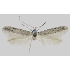 /filer/webapps/moths/media/images/G/gondwanae_Coleophora_HT_MfN.jpg