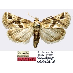 /filer/webapps/moths/media/images/N/nairobiensis_Kilimandjaria_HT_MNHN.jpg