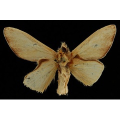 /filer/webapps/moths/media/images/G/grisescens_Overlaetia_HT_RBINSb.jpg