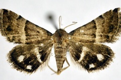 Eublemma bolinia