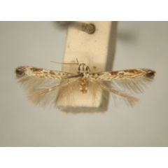 /filer/webapps/moths/media/images/E/eugrapta_Stomphastis_HT_TMSA6030.jpg