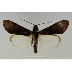 /filer/webapps/moths/media/images/N/nigrior_Audea_AM_Basquin_01.jpg