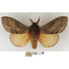 /filer/webapps/moths/media/images/A/anagnostarai_Beriola_AM_NHMUK_01.jpg