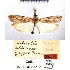 /filer/webapps/moths/media/images/A/albilinea_Sclerobia_HT_MHNG.jpg