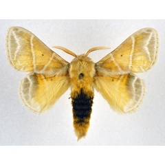 /filer/webapps/moths/media/images/S/salammbo_Eucraera_AM_NHMO_02.jpg