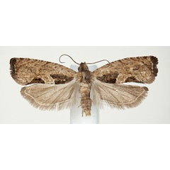 /filer/webapps/moths/media/images/T/tumulata_Cosmetra_AF_NHMO.jpg