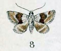/filer/webapps/moths/media/images/F/futilis_Erastria_HT_Swinhoe_47_8.jpg