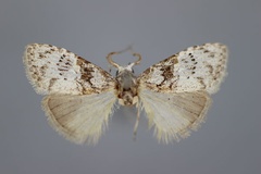 Meganola mesonephele