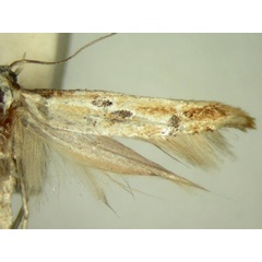 /filer/webapps/moths/media/images/D/discosema_Axiarcha_HT2479_TMSA_02.jpg