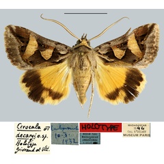 /filer/webapps/moths/media/images/D/decaryi_Cerocala_HT_MNHN.jpg