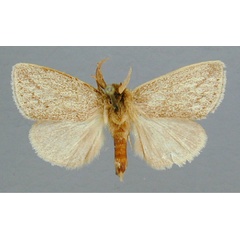 /filer/webapps/moths/media/images/I/indistincta_Afropydna_A_RMCA_01.jpg