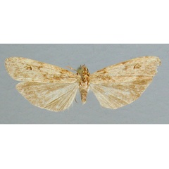 /filer/webapps/moths/media/images/P/pudica_Lomela_HT_RMCA.jpg