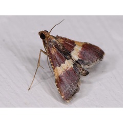 /filer/webapps/moths/media/images/M/mesenterialis_Endotricha_AM_Mazzei_02.jpg