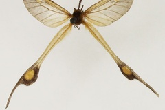 Semioptila maschuna