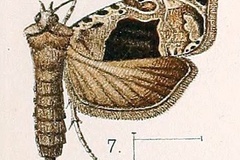 Eccopsis nebulana