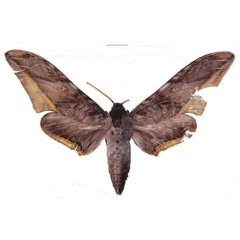/filer/webapps/moths/media/images/G/guessfeldtii_Polyptychus_AM_EMEM.jpg