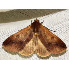 /filer/webapps/moths/media/images/X/xylina_Hypanua_A_Braun_08.jpg