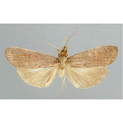 /filer/webapps/moths/media/images/V/viridis_Scrancia_A_RMCA_02.jpg