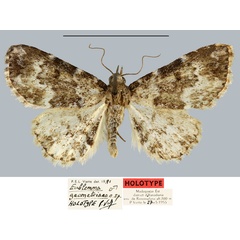 /filer/webapps/moths/media/images/G/geometriana_Eublemma_HT_MNHN.jpg