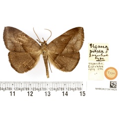 /filer/webapps/moths/media/images/P/piana_Ugana_HT_BMNH.jpg