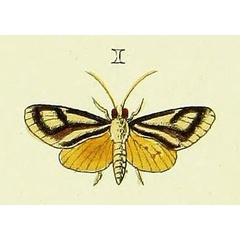 /filer/webapps/moths/media/images/V/venustalis_Loxostege_Cramer4_371_I.jpg