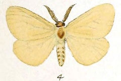 Crorema modesta