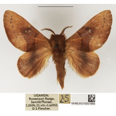 /filer/webapps/moths/media/images/C/castanea_Pseudometa_AM_NHMUK_02.jpg