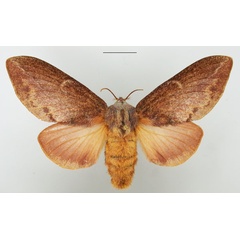 /filer/webapps/moths/media/images/O/obscurum_Eutricha_AF_TMSA_01.jpg