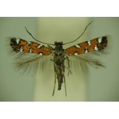 /filer/webapps/moths/media/images/G/gautengi_Porphyrosela_PT_TMSA_04.jpg