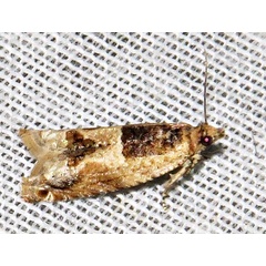/filer/webapps/moths/media/images/P/plebejana_Crocidosema_A_Braun_06.jpg