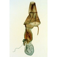 /filer/webapps/moths/media/images/M/madecassa_Dicerogastra_GFAT_MNHN_5187.jpg