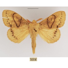 /filer/webapps/moths/media/images/R/rennei_Philotherma_AM_TMSA_01.jpg