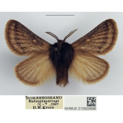 /filer/webapps/moths/media/images/C/cregoei_Bantuana_AM_NHMUK.jpg