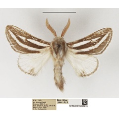 /filer/webapps/moths/media/images/S/sabrina_Beralade_AM_NHMUK_02.jpg