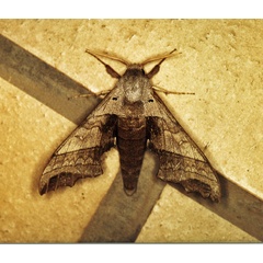 /filer/webapps/moths/media/images/G/grayii_Polyptychus_A_Roland_01.jpg
