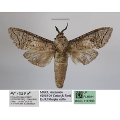 /filer/webapps/moths/media/images/G/grebennikovi_Macrocossus_AM_MGCLa.JPG