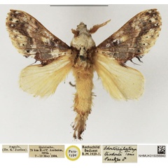 /filer/webapps/moths/media/images/T/triodonta_Odontocheilopteryx_PTM_NHMUK.jpg