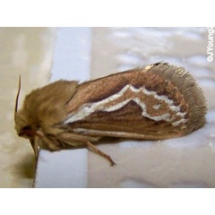 /filer/webapps/moths/media/images/R/rufescens_Eudalaca_A_Young.jpg