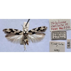 /filer/webapps/moths/media/images/C/caelata_Telphusa_HT_TMSA.jpg