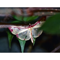 /filer/webapps/moths/media/images/P/pudoraria_Cadarena_A_Roland_01.jpg