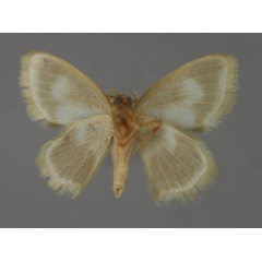 /filer/webapps/moths/media/images/D/dubia_Ctenoberta_A_ZSM_02.jpg