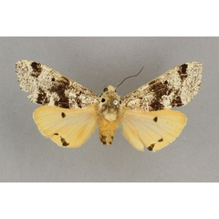 /filer/webapps/moths/media/images/L/latifasciata_Teracotona_HT_BMNH.jpg