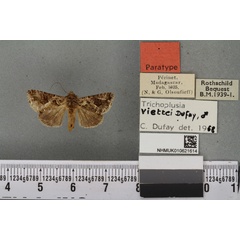 /filer/webapps/moths/media/images/V/viettei_Plusia_PT_BMNHa.jpg