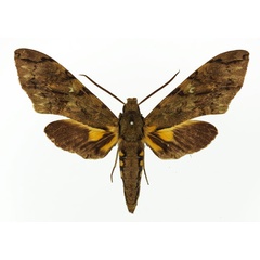 /filer/webapps/moths/media/images/M/morganii_Xanthopan_AM_Basquin_03.jpg