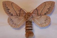 Philotherma rosa aniera