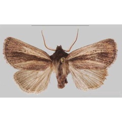 /filer/webapps/moths/media/images/S/simillima_Sciomesa_PTM_MNHNa.jpg
