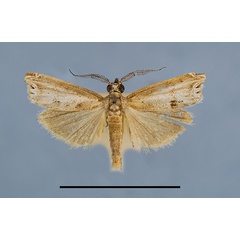 /filer/webapps/moths/media/images/S/spinosa_HT1a.jpg