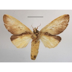 /filer/webapps/moths/media/images/T/trisignata_Tricholoba_A_MGCLb_01.JPG